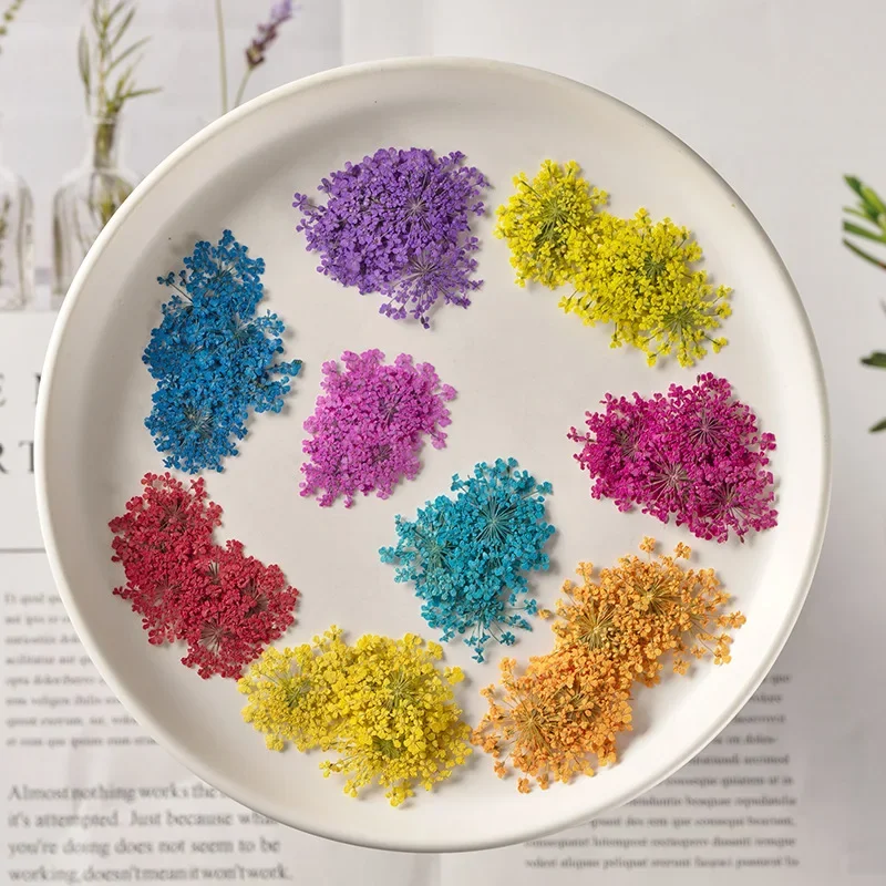 12PCS Set 1.5-2.5cm Ammi Majus Dried Flowers for DIY Resin Mold Jewelry Making Natural Dyed Pressed Flowers Nail Art Decorations